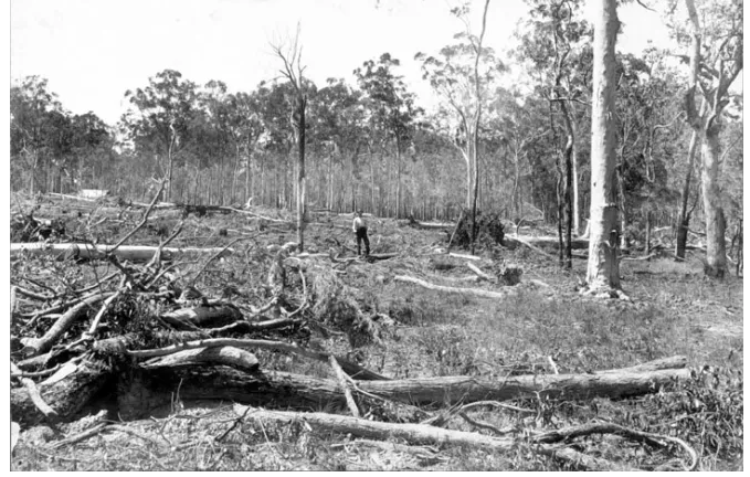 QSA-Digital-Image-ID-2630_ Land clearing Beerburrum December 1916